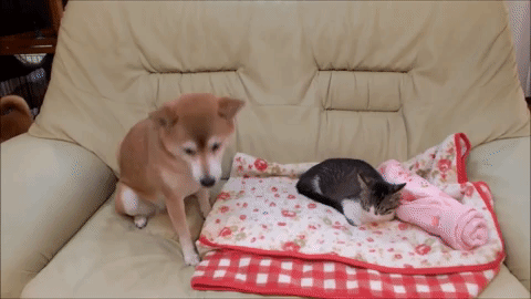 動物,犬,猫,しつけ,飼い方,育て方,病気,健康