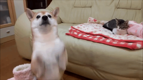動物,犬,猫,しつけ,飼い方,育て方,病気,健康