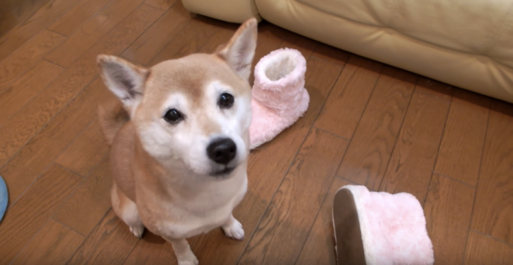 動物,犬,猫,しつけ,飼い方,育て方,病気,健康