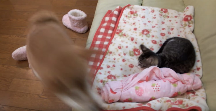 動物,犬,猫,しつけ,飼い方,育て方,病気,健康