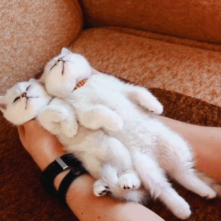 動物,犬,猫,しつけ,飼い方,育て方,病気,健康