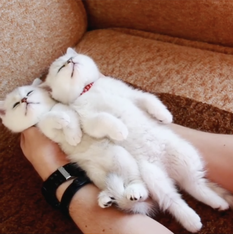 動物,犬,猫,しつけ,飼い方,育て方,病気,健康