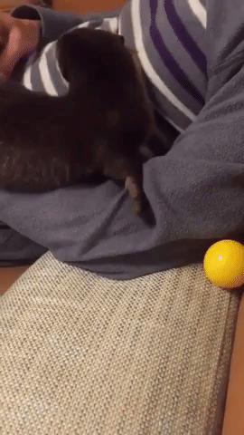 動物,犬,猫,しつけ,飼い方,育て方,病気,健康