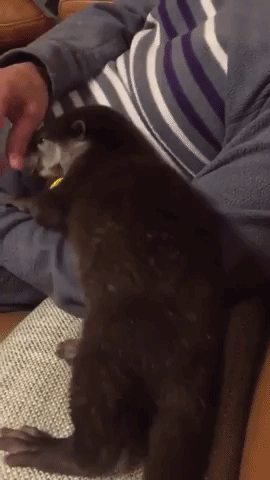 動物,犬,猫,しつけ,飼い方,育て方,病気,健康