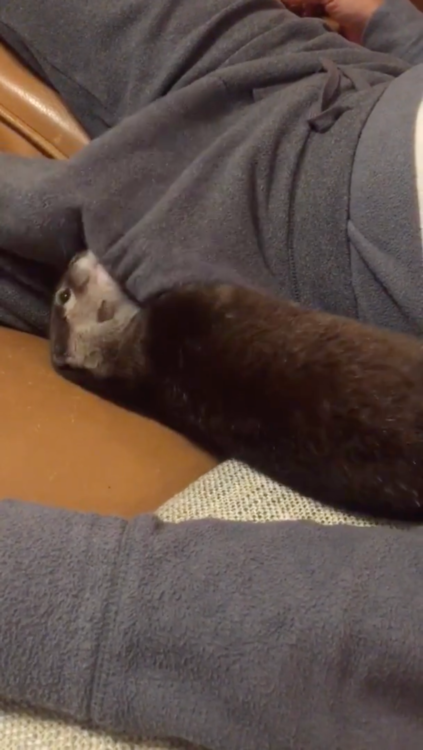 動物,犬,猫,しつけ,飼い方,育て方,病気,健康