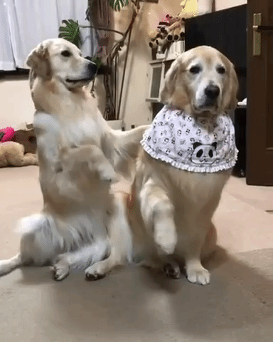 動物,犬,猫,しつけ,飼い方,育て方,病気,健康