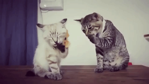 動物,犬,猫,しつけ,飼い方,育て方,病気,健康
