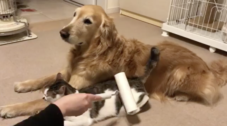 動物,犬,猫,しつけ,飼い方,育て方,病気,健康