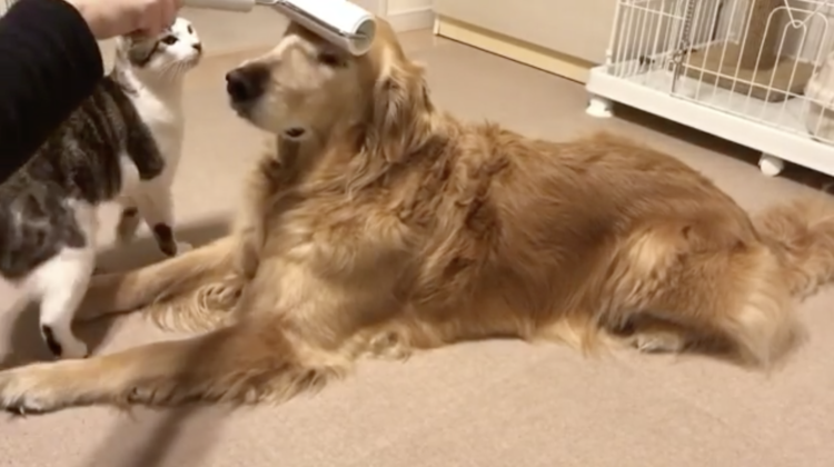 動物,犬,猫,しつけ,飼い方,育て方,病気,健康