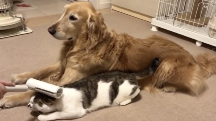 動物,犬,猫,しつけ,飼い方,育て方,病気,健康