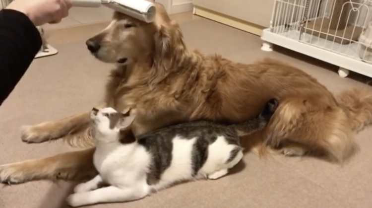 動物,犬,猫,しつけ,飼い方,育て方,病気,健康