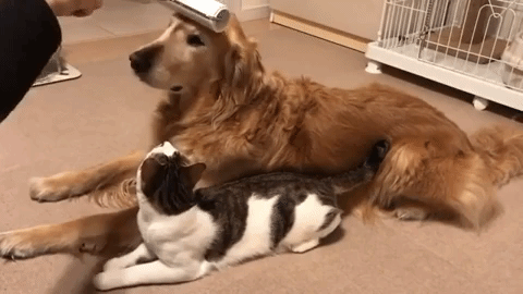 動物,犬,猫,しつけ,飼い方,育て方,病気,健康