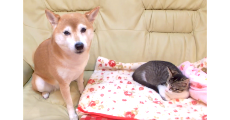 子猫の近くに行きたいけど、なかなか勇気がでない… 柴犬の『かわいい試行錯誤』をご覧ください♡