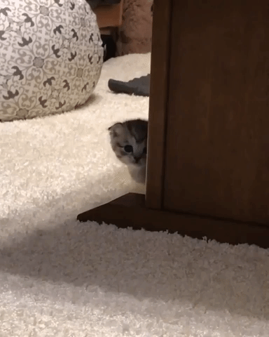 動物,犬,猫,しつけ,飼い方,育て方,病気,健康