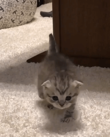 動物,犬,猫,しつけ,飼い方,育て方,病気,健康