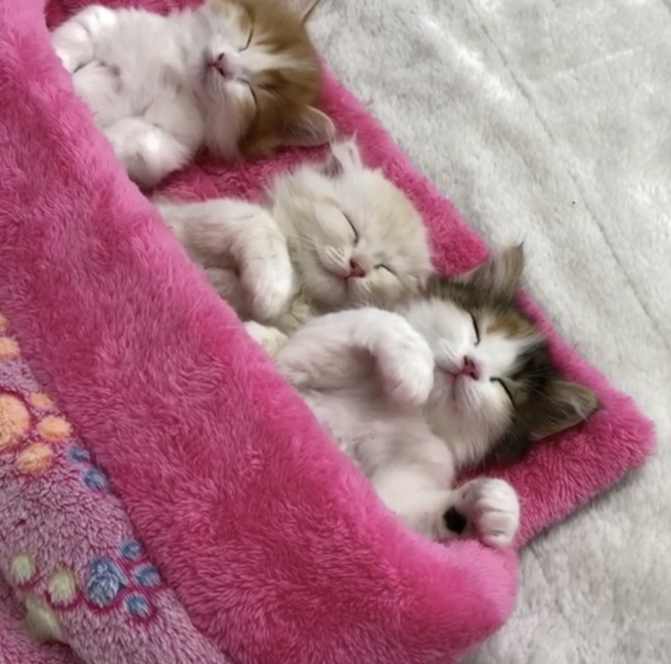 動物,犬,猫,しつけ,飼い方,育て方,病気,健康