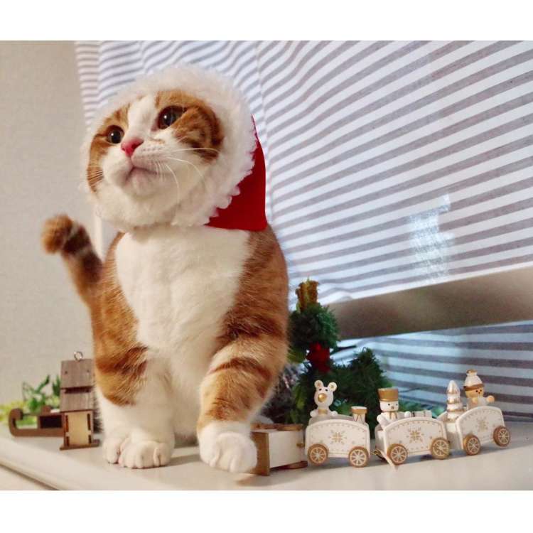 動物,犬,猫,しつけ,飼い方,育て方,病気,健康