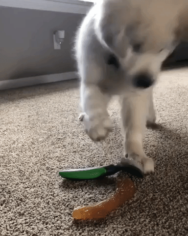 動物,犬,猫,しつけ,飼い方,育て方,病気,健康