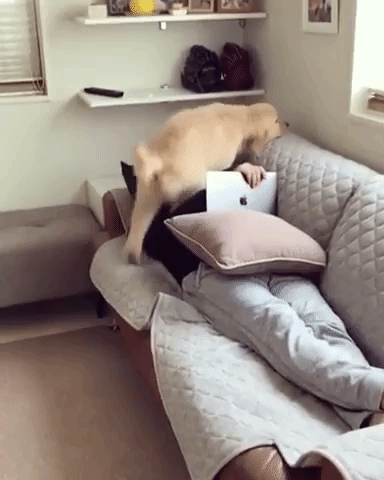 動物,犬,猫,しつけ,飼い方,育て方,病気,健康