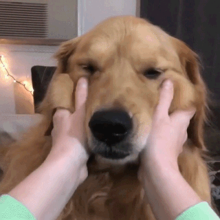 動物,犬,猫,しつけ,飼い方,育て方,病気,健康