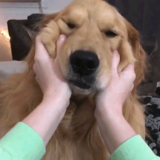 動物,犬,猫,しつけ,飼い方,育て方,病気,健康