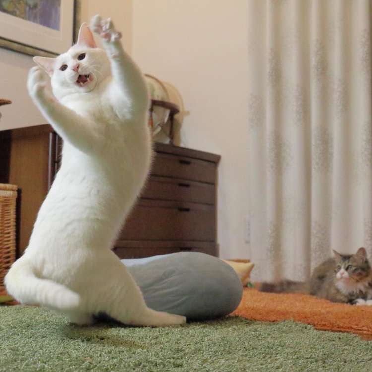 動物,犬,猫,しつけ,飼い方,育て方,病気,健康