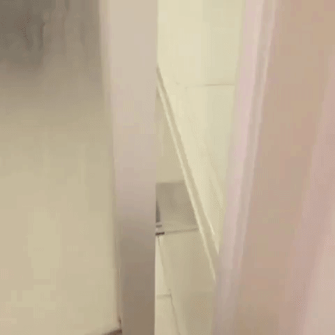 動物,犬,猫,しつけ,飼い方,育て方,病気,健康
