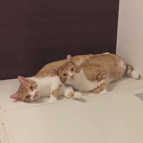 動物,犬,猫,しつけ,飼い方,育て方,病気,健康
