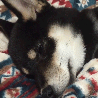 動物,犬,猫,しつけ,飼い方,育て方,病気,健康
