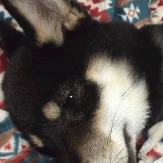 動物,犬,猫,しつけ,飼い方,育て方,病気,健康