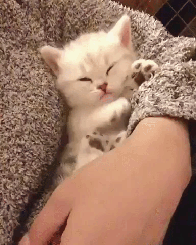 動物,犬,猫,しつけ,飼い方,育て方,病気,健康