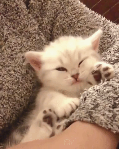 動物,犬,猫,しつけ,飼い方,育て方,病気,健康