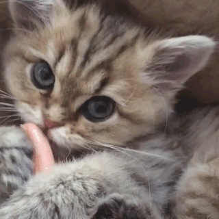 動物,犬,猫,しつけ,飼い方,育て方,病気,健康