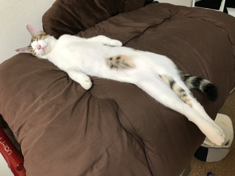 動物,犬,猫,しつけ,飼い方,育て方,病気,健康