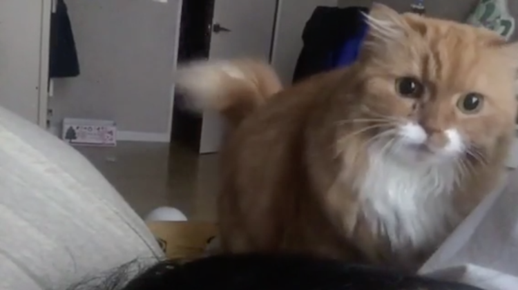 動物,犬,猫,しつけ,飼い方,育て方,病気,健康