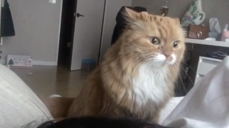動物,犬,猫,しつけ,飼い方,育て方,病気,健康