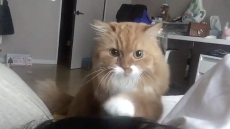 動物,犬,猫,しつけ,飼い方,育て方,病気,健康