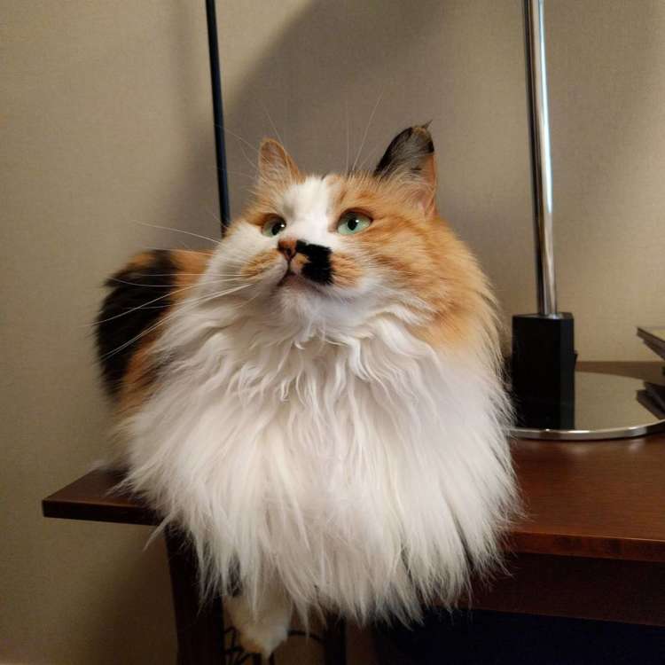 動物,犬,猫,しつけ,飼い方,育て方,病気,健康