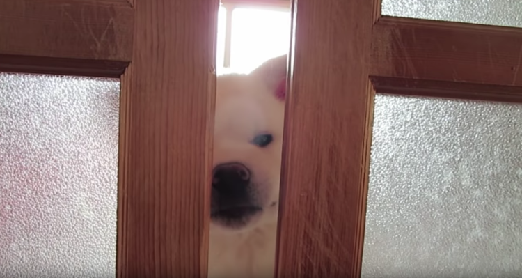 動物,犬,猫,しつけ,飼い方,育て方,病気,健康