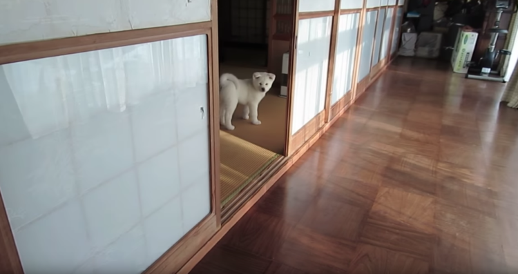 動物,犬,猫,しつけ,飼い方,育て方,病気,健康