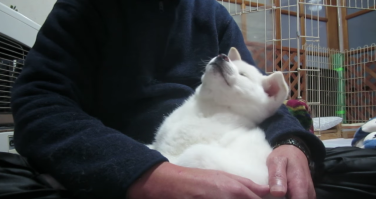 動物,犬,猫,しつけ,飼い方,育て方,病気,健康