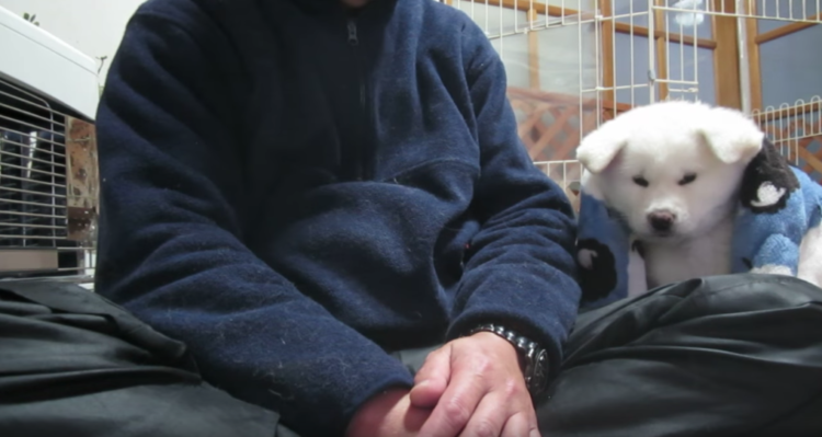 動物,犬,猫,しつけ,飼い方,育て方,病気,健康