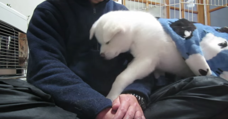 動物,犬,猫,しつけ,飼い方,育て方,病気,健康