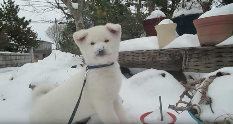 動物,犬,猫,しつけ,飼い方,育て方,病気,健康