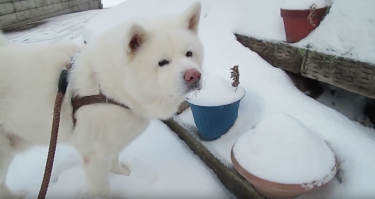 動物,犬,猫,しつけ,飼い方,育て方,病気,健康