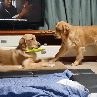 動物,犬,猫,しつけ,飼い方,育て方,病気,健康