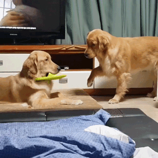 動物,犬,猫,しつけ,飼い方,育て方,病気,健康