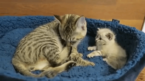 動物,犬,猫,しつけ,飼い方,育て方,病気,健康