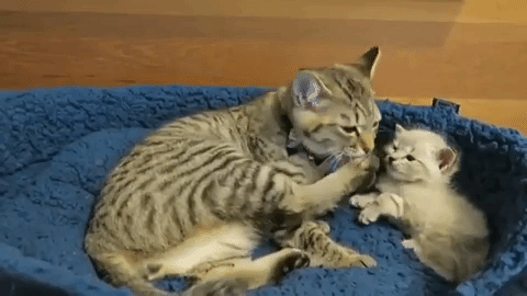 動物,犬,猫,しつけ,飼い方,育て方,病気,健康