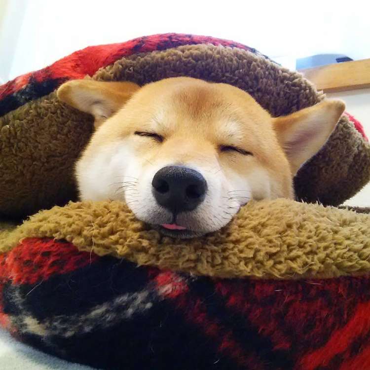動物,犬,猫,しつけ,飼い方,育て方,病気,健康